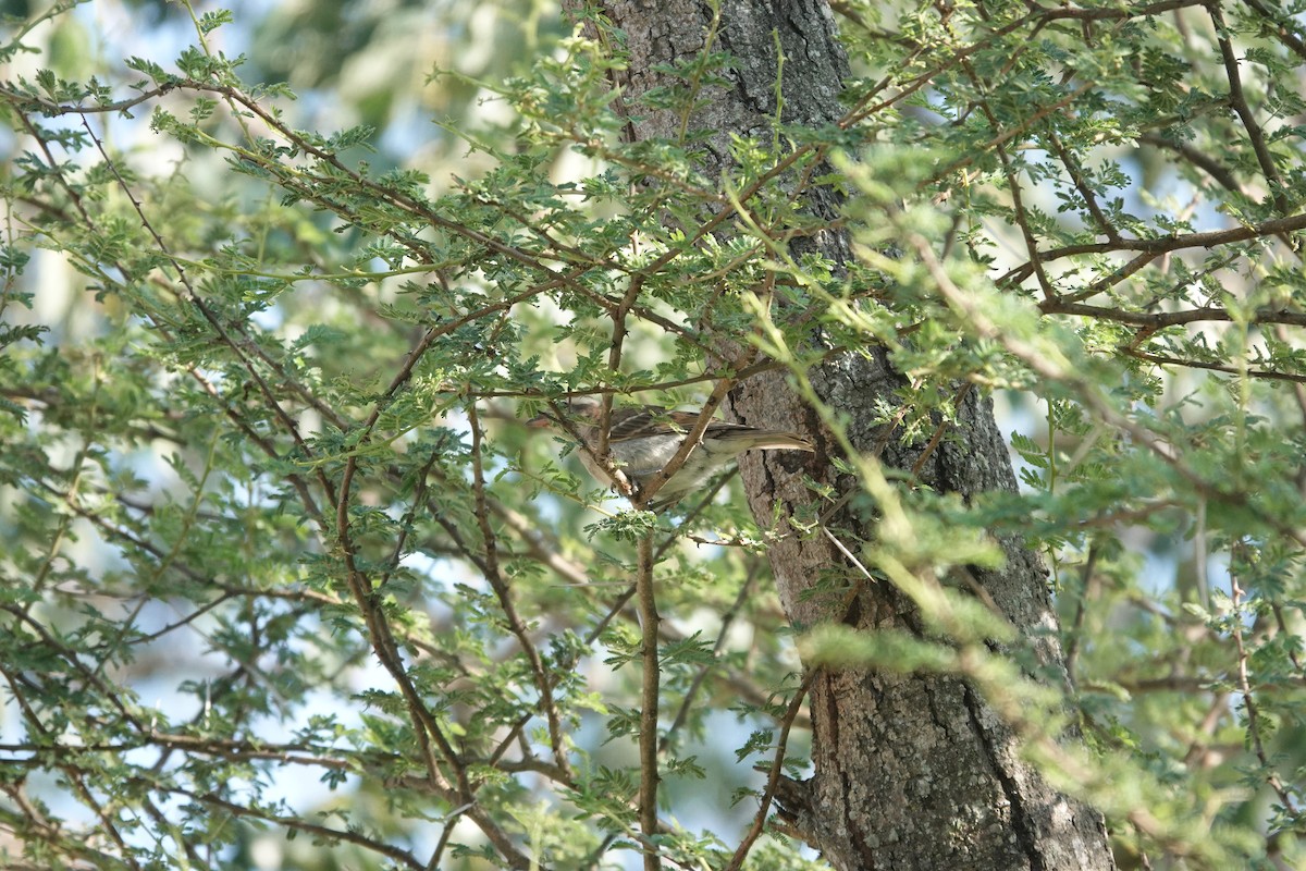 Moineau bridé - ML631374928