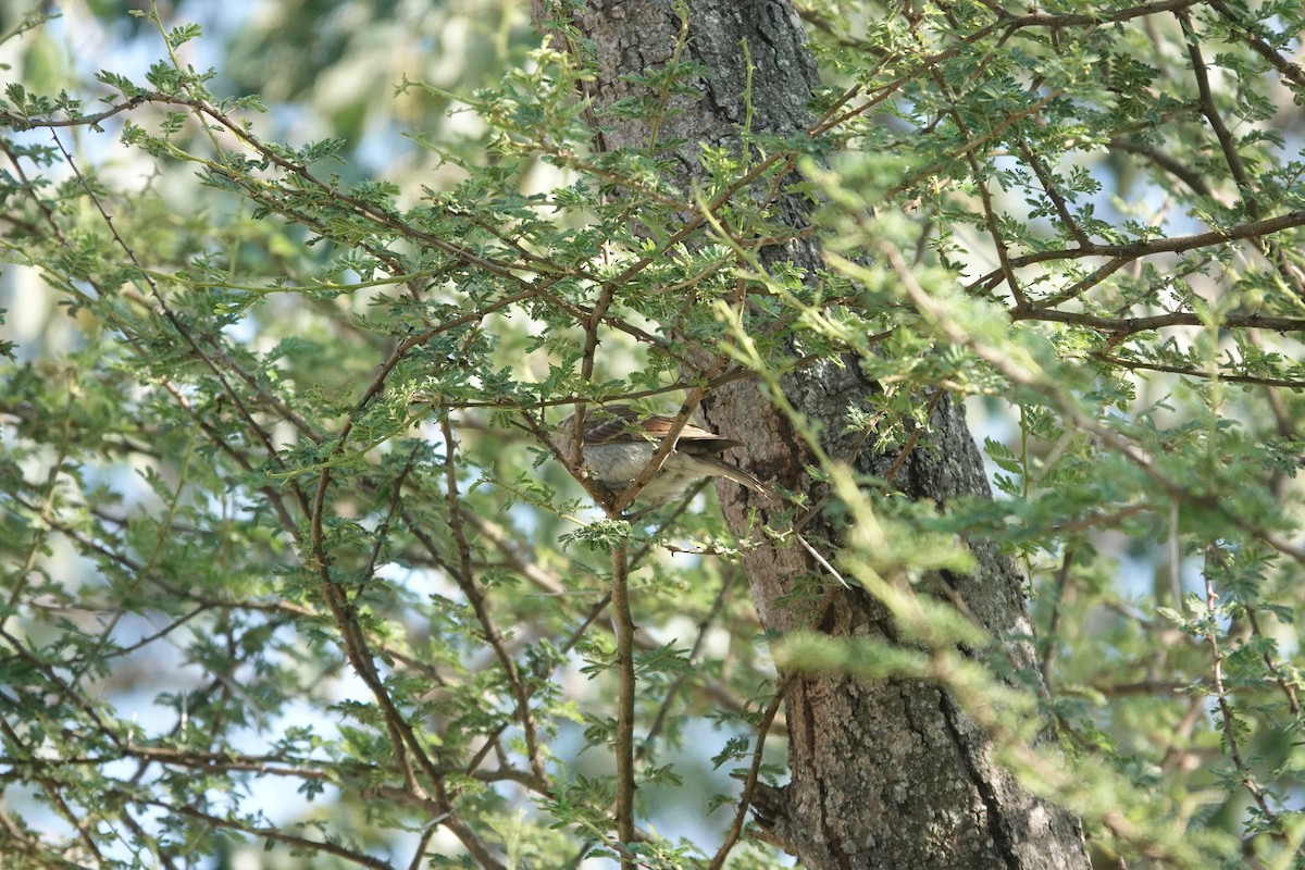 Moineau bridé - ML631374929