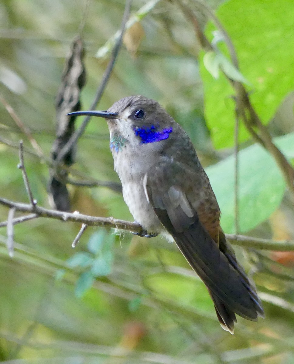 Braun-Veilchenohrkolibri - ML631375007