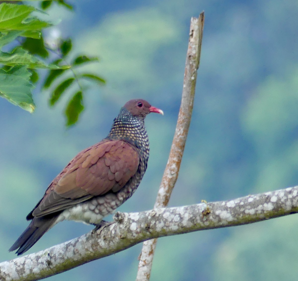 Schuppenbauchtaube - ML631375050