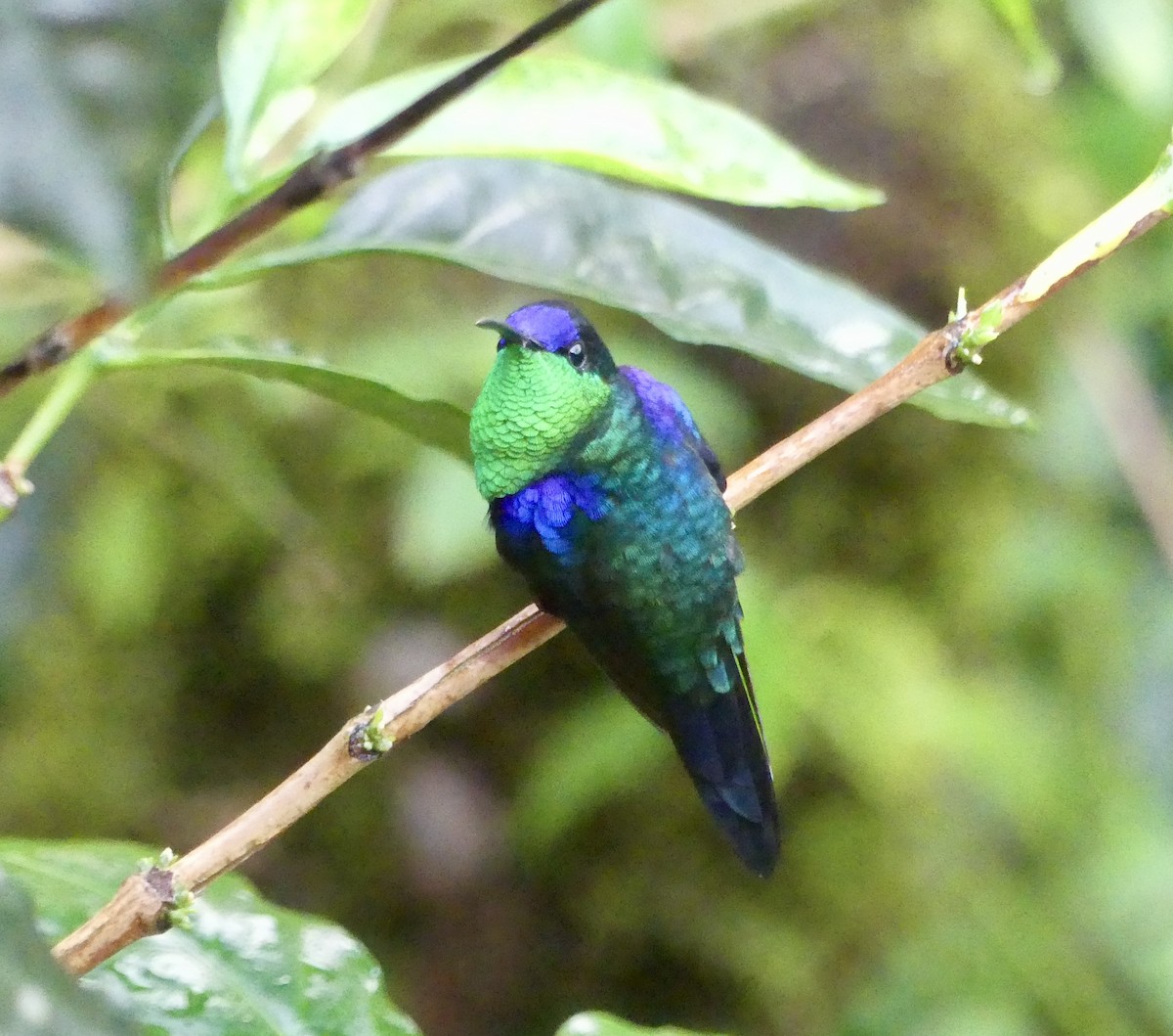 Violettkronennymphe (Violet-crowned Woodnymph) - ML631375060