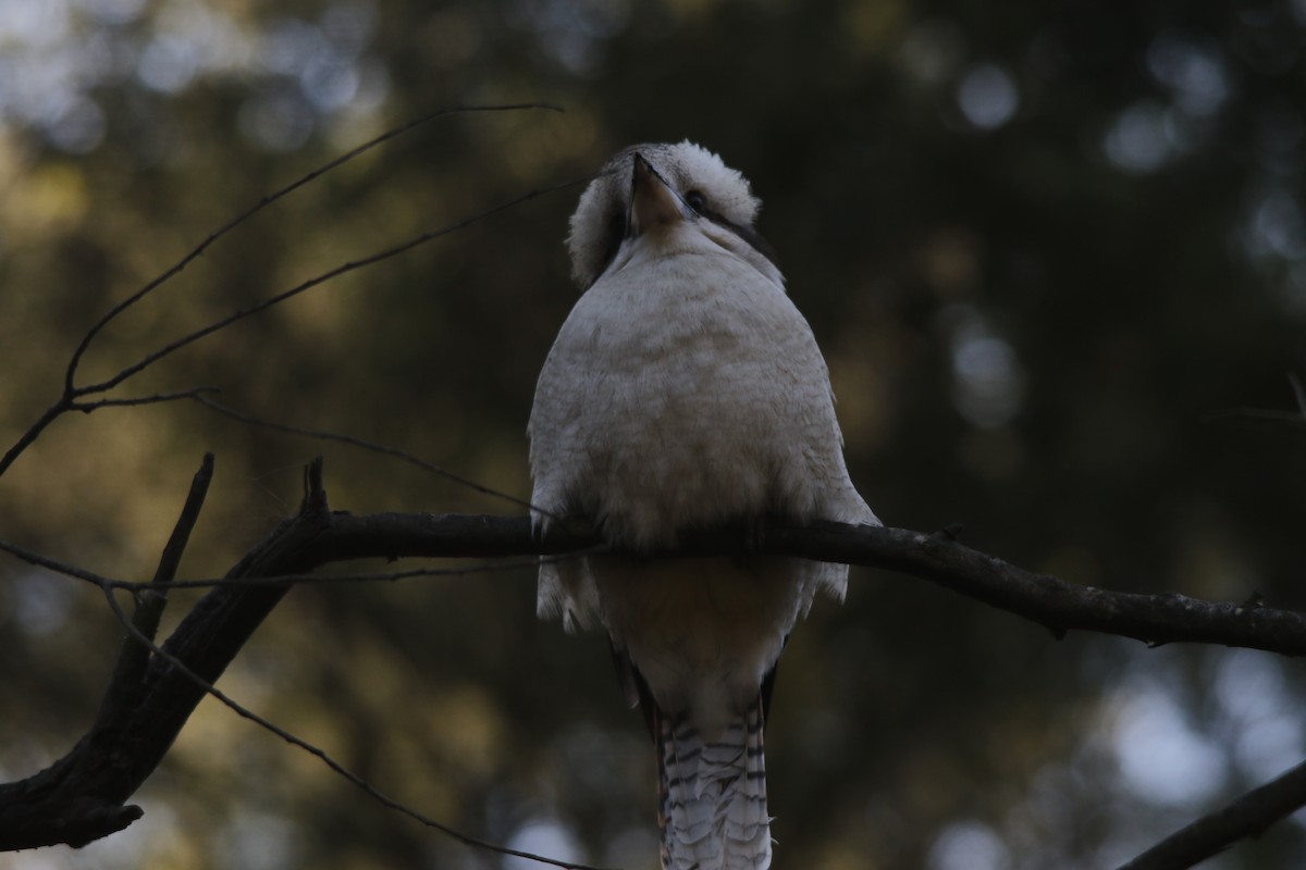 Laughing Kookaburra - Jeff Dagg