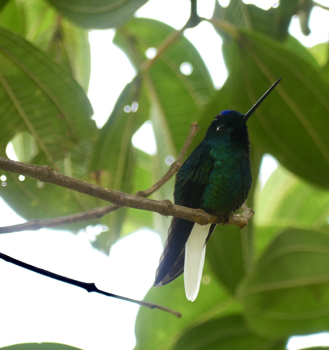 Türkiskronkolibri - ML631375159