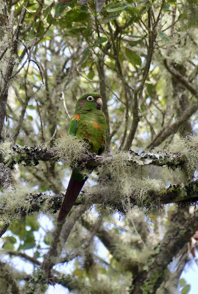 Santa-Marta-Sittich - ML631375172