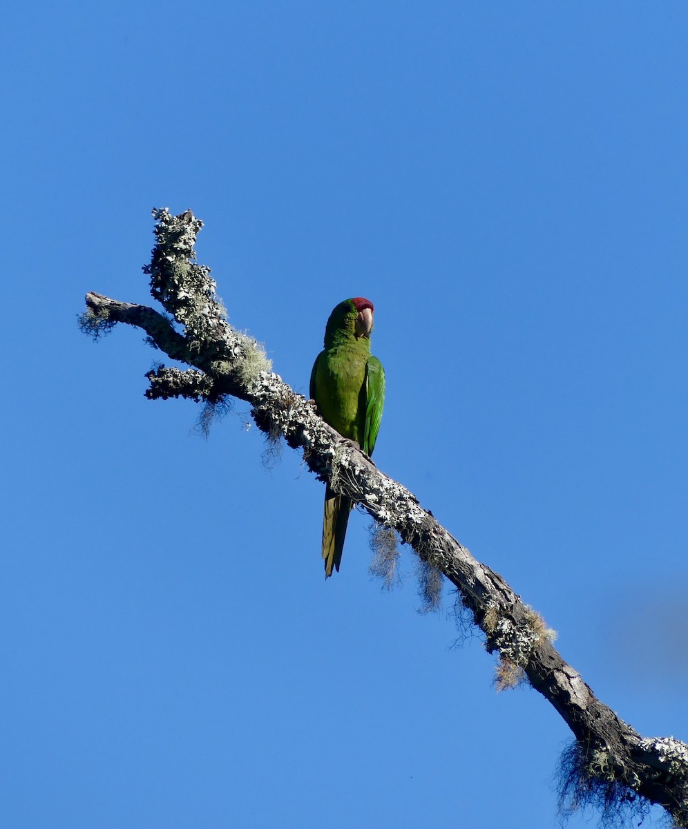 Kolumbiensittich - ML631375175