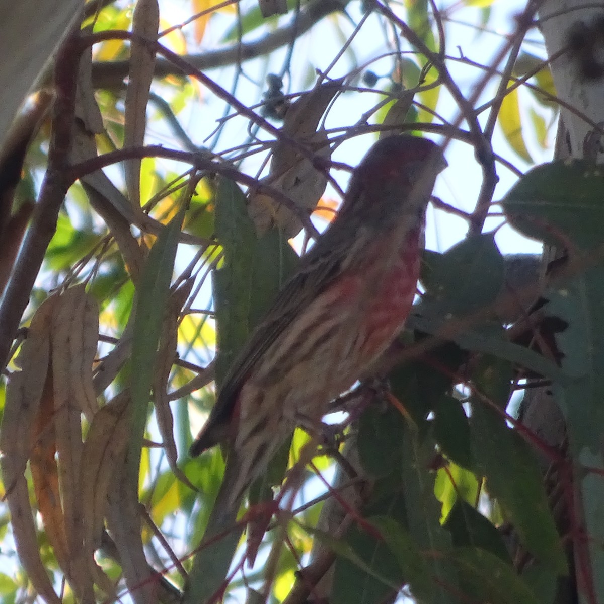 House Finch - ML631375180