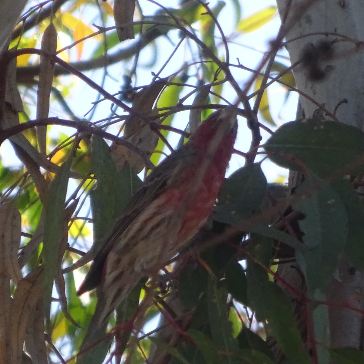 House Finch - ML631375184