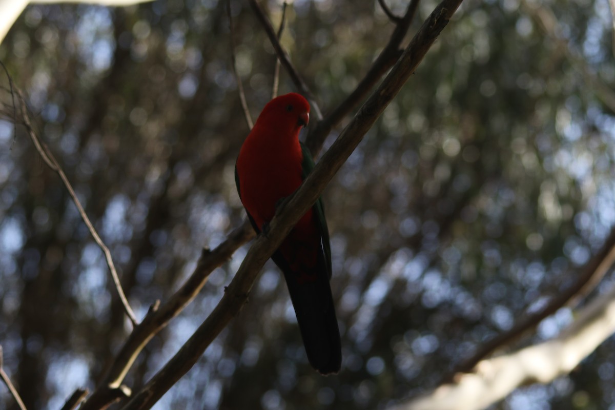 Australian King-Parrot - Jeff Dagg