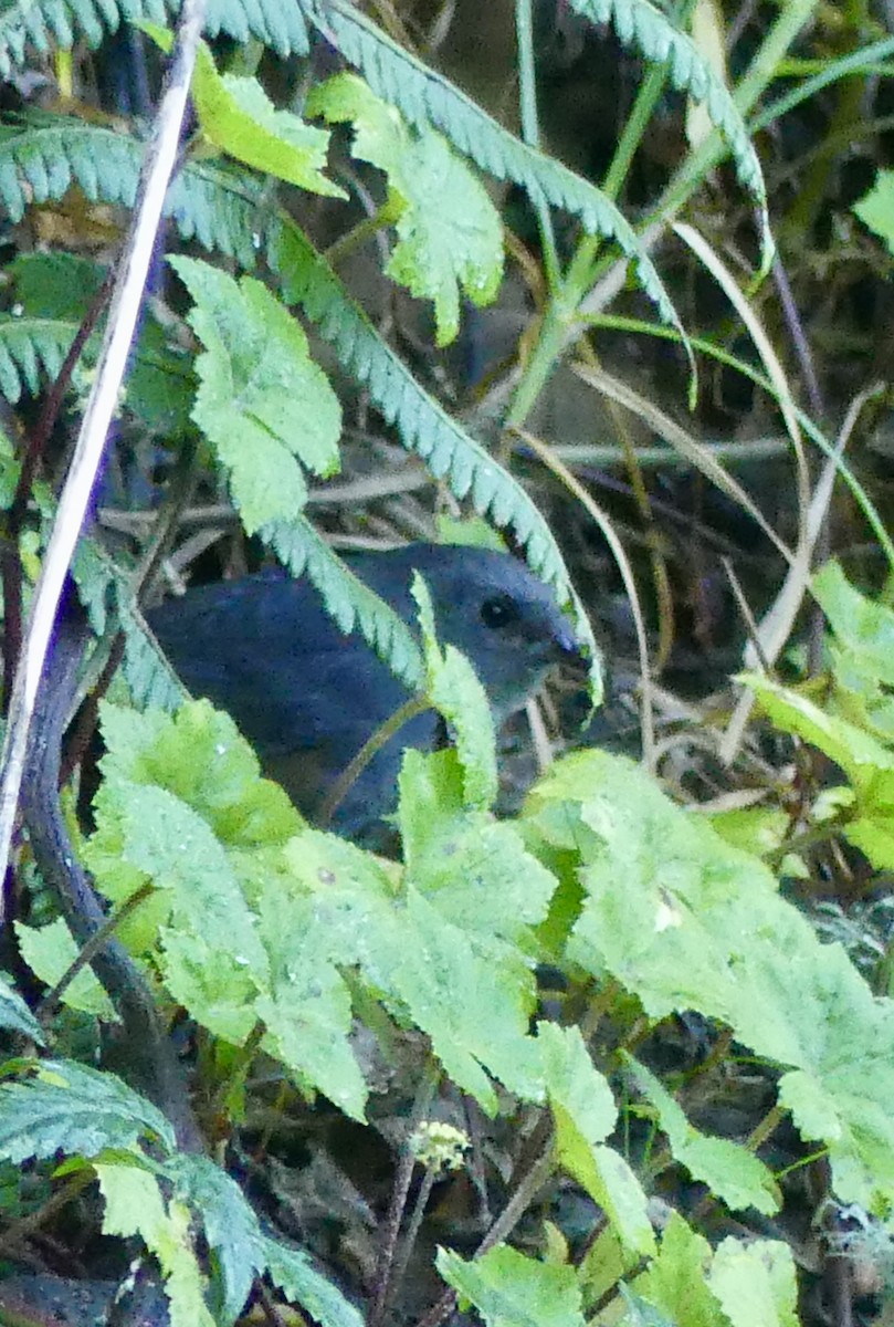 Hellkehltapaculo - ML631375217