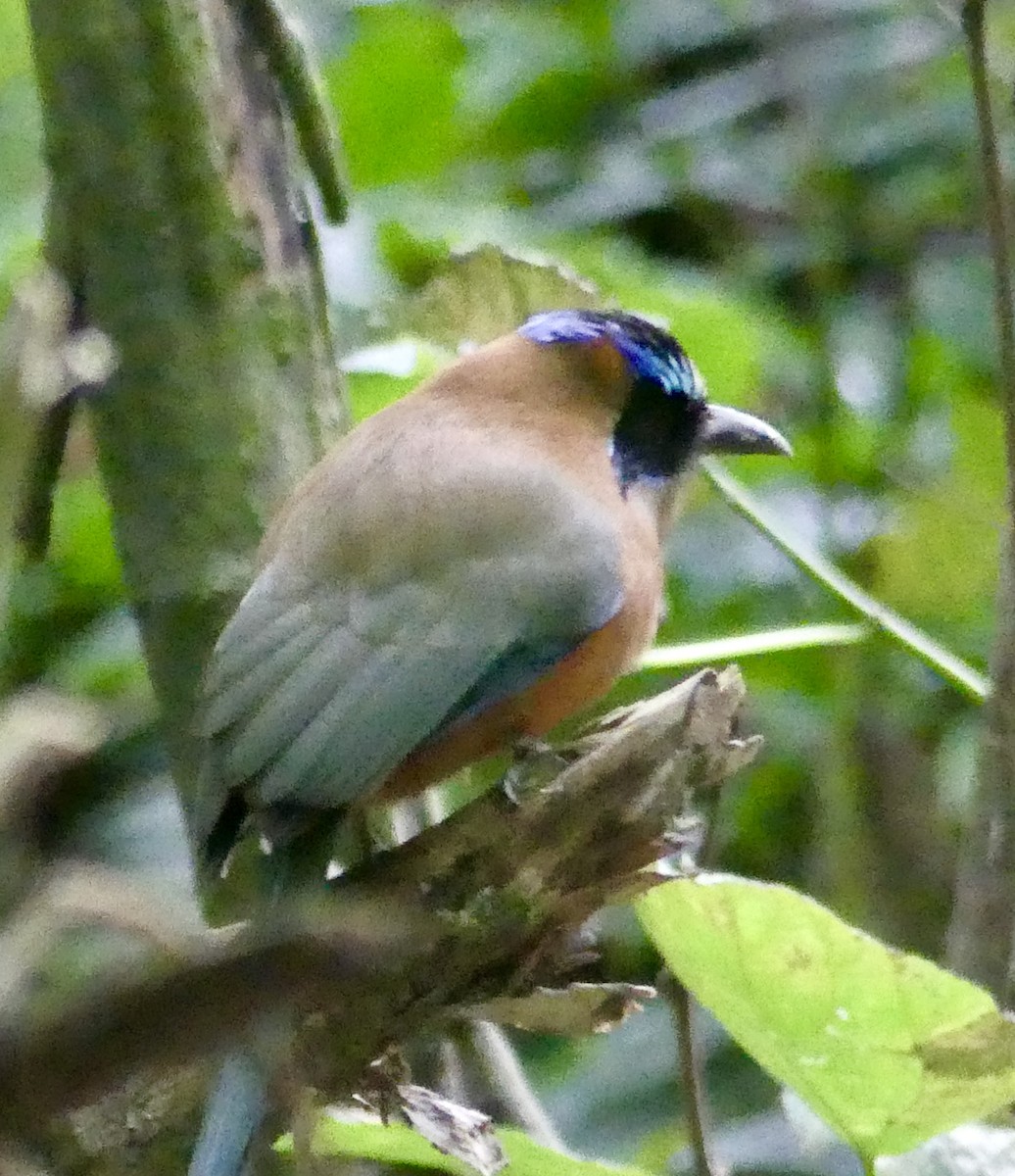 Rötelbauchmotmot - ML631375243