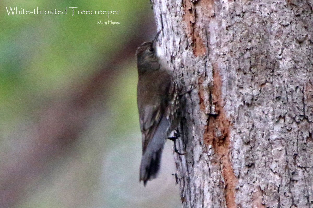 White-throated Treecreeper - Sue's Group