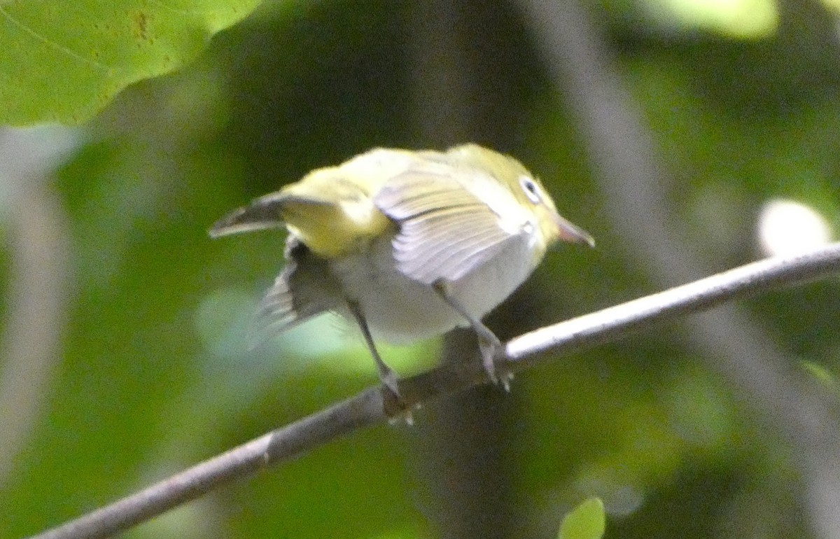 Ashy-bellied White-eye - ML631375316