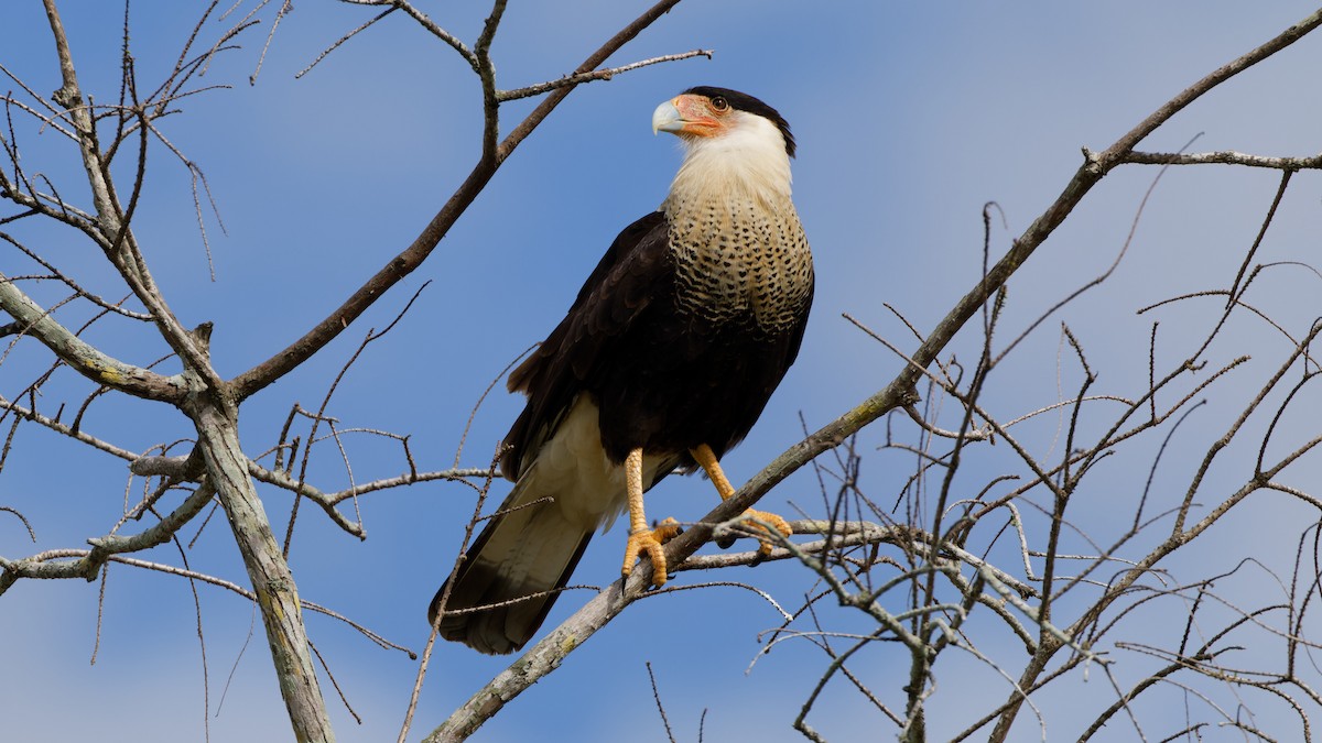 Crested Caracara - ML631375329