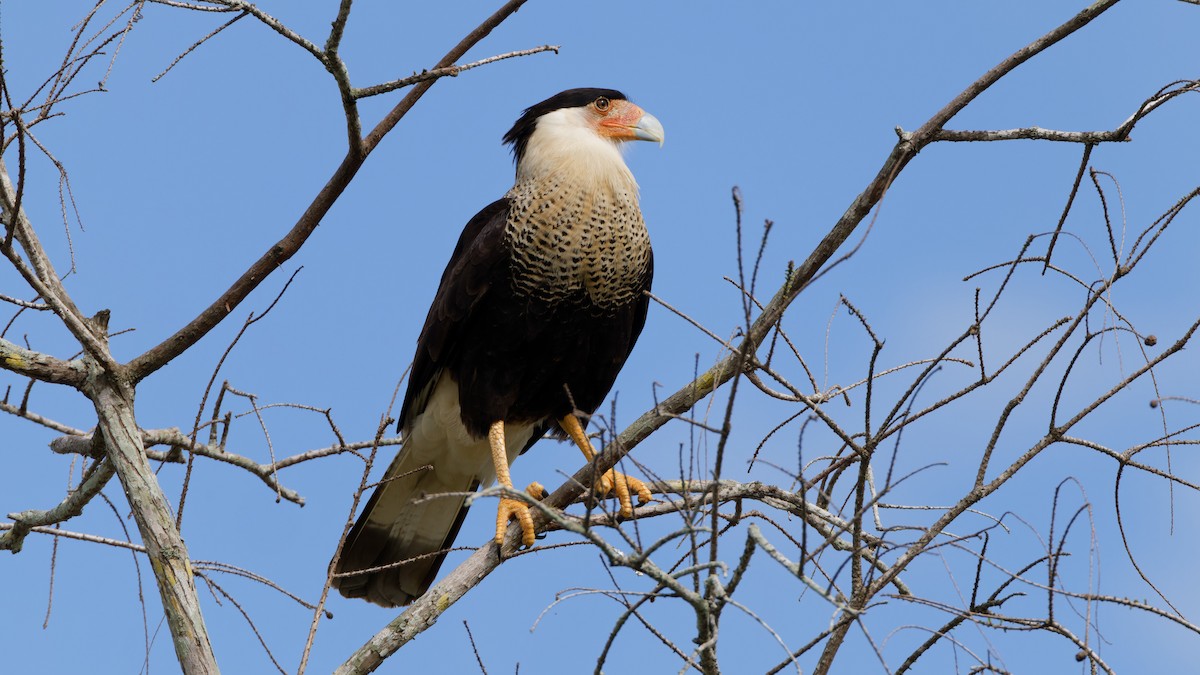 Crested Caracara - ML631375331