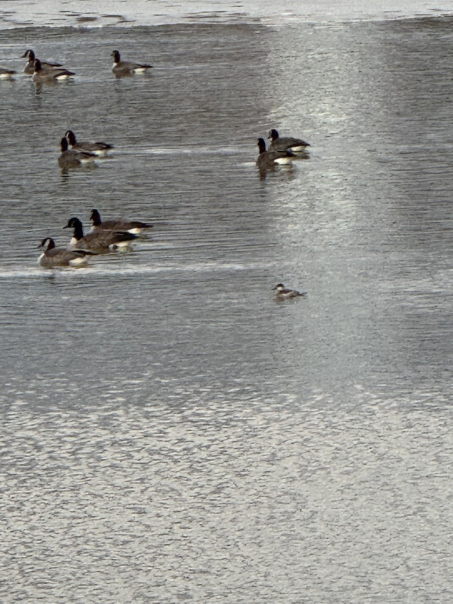Ruddy Duck - ML631375377