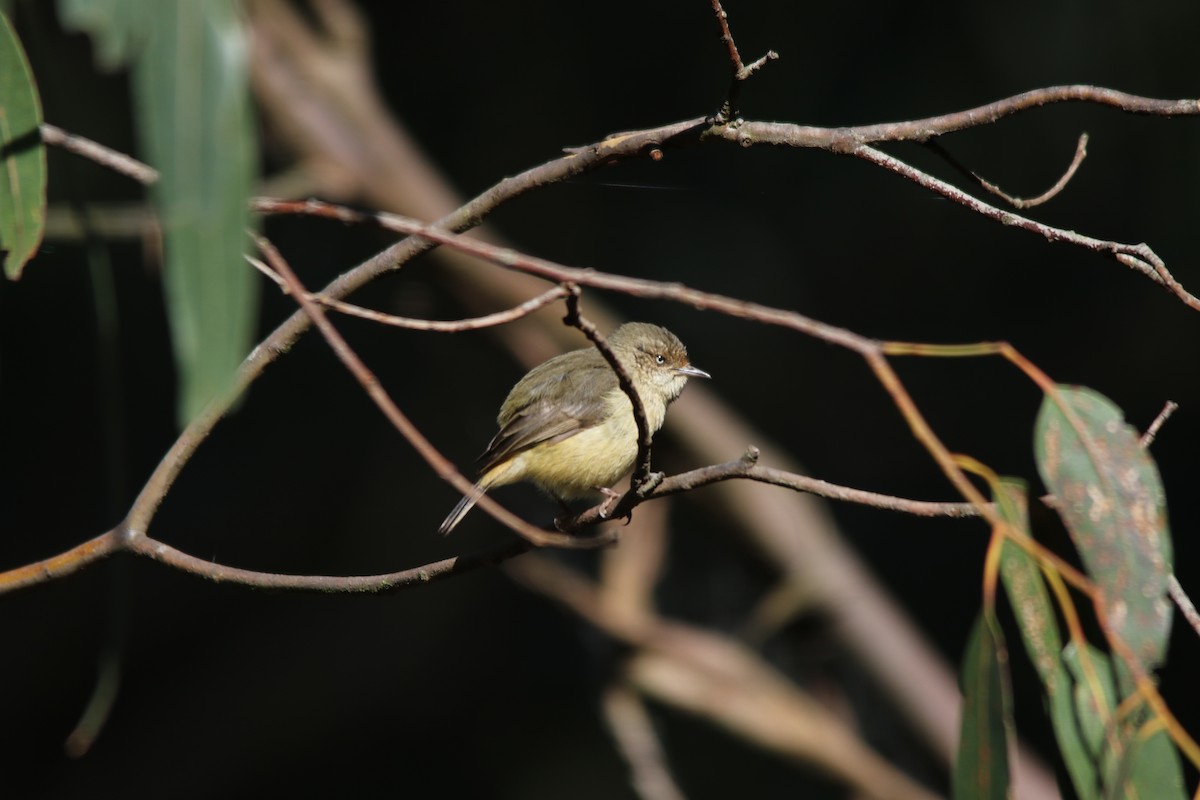 Buff-rumped Thornbill - Jeff Dagg