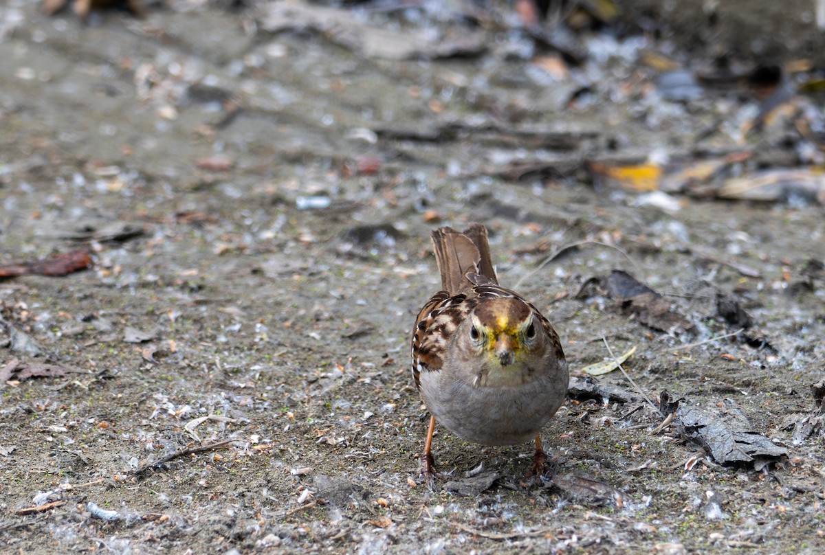 White-crowned Sparrow (Yellow-billed) - ML631375422