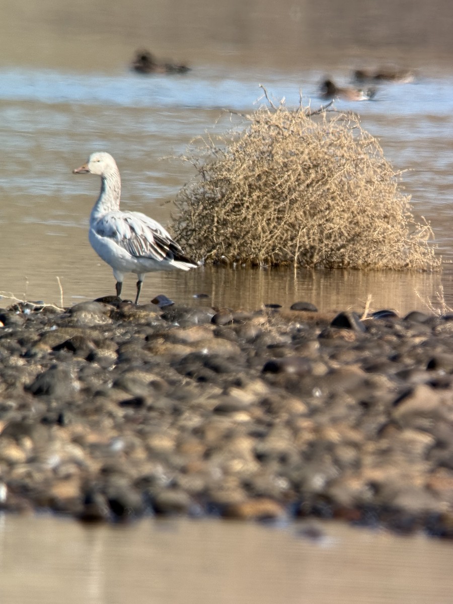 Snow Goose - ML631375665