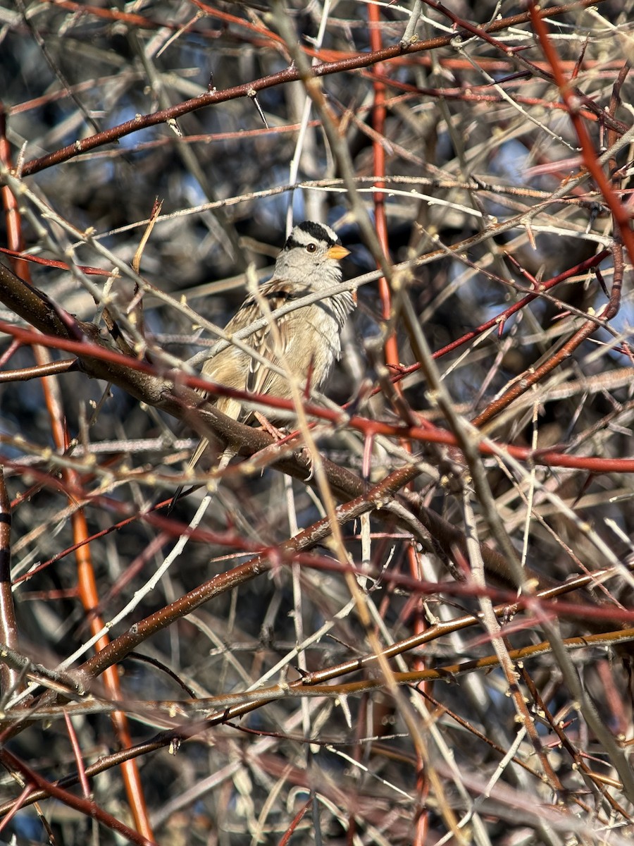 White-crowned Sparrow - ML631375681