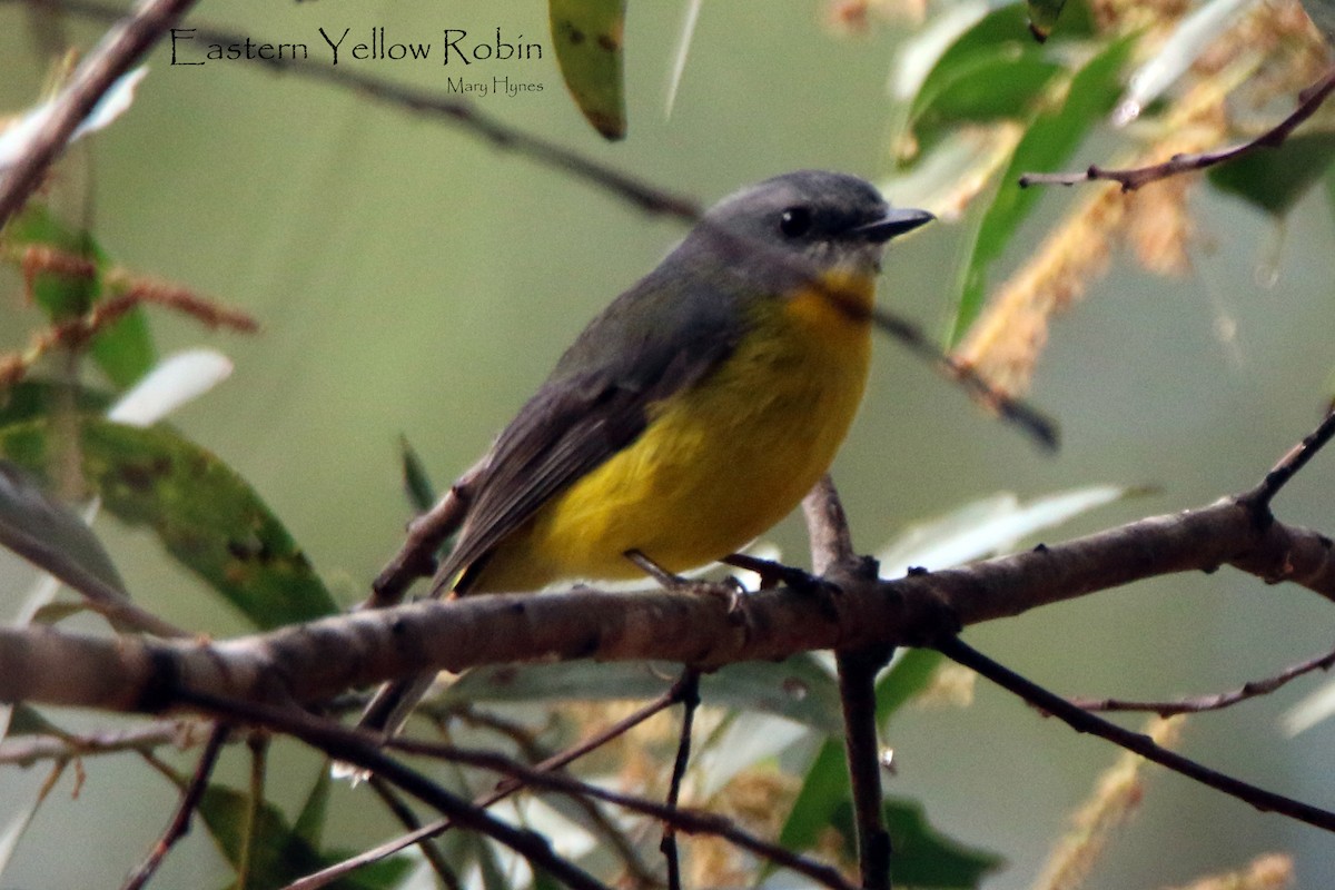 Eastern Yellow Robin - Sue's Group