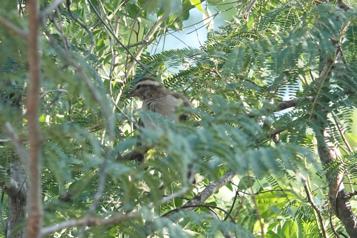 Moineau bridé - ML631375765