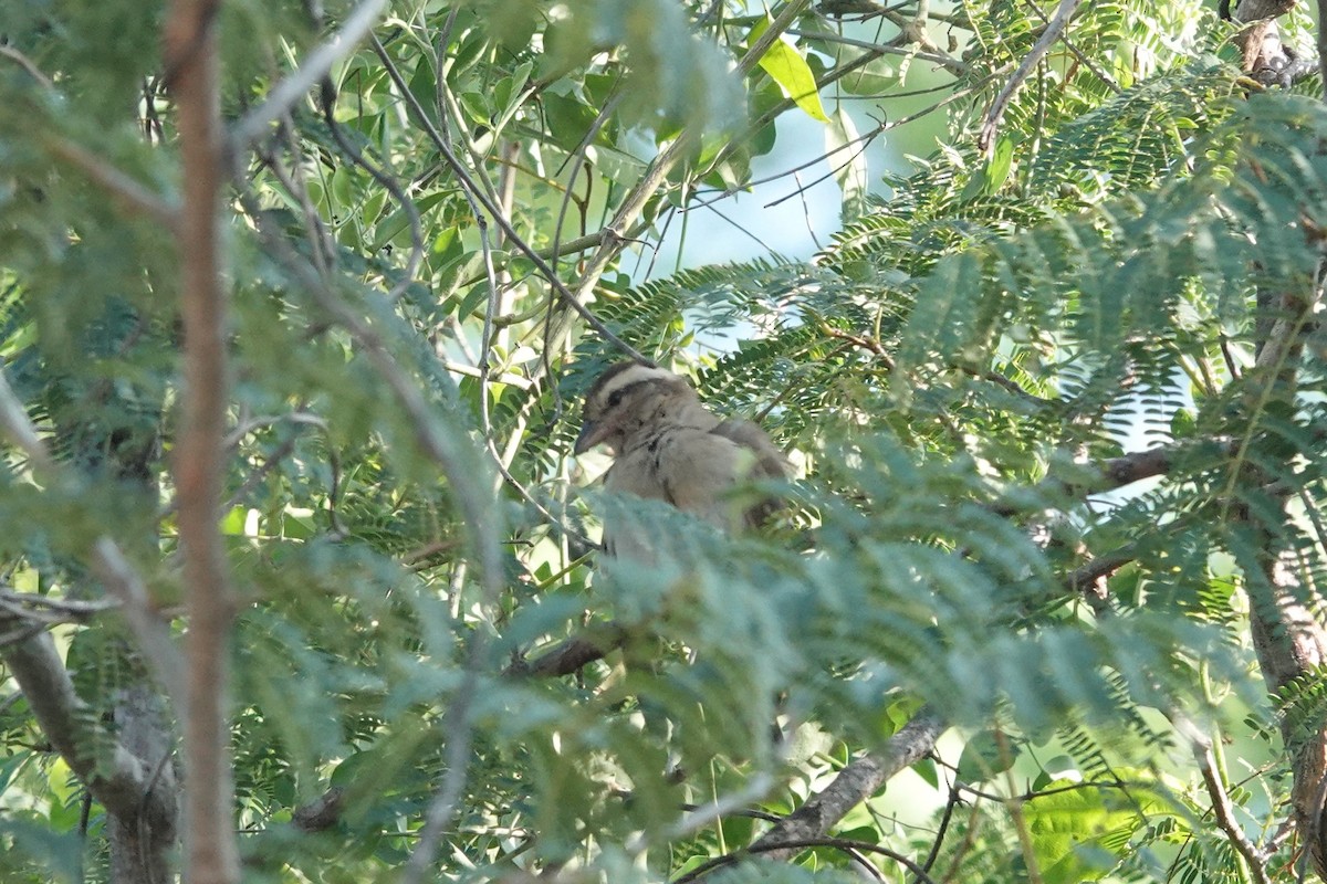 Moineau bridé - ML631375778