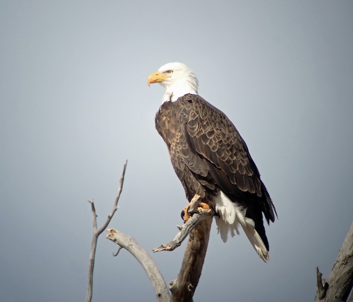 Bald Eagle - ML631375797