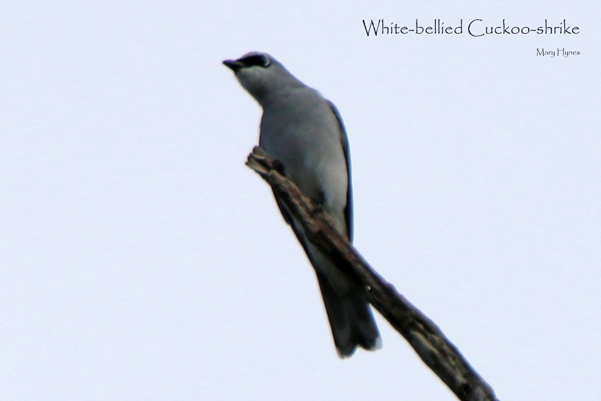 White-bellied Cuckooshrike - Sue's Group