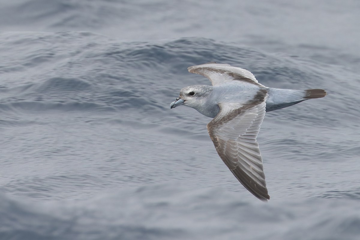 Fulmar Prion - ML631375864
