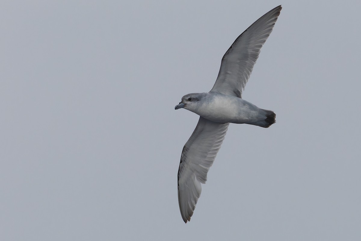 Fulmar Prion - ML631375865