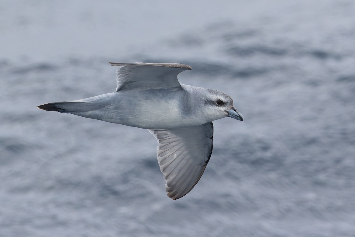 Fulmar Prion - ML631375866
