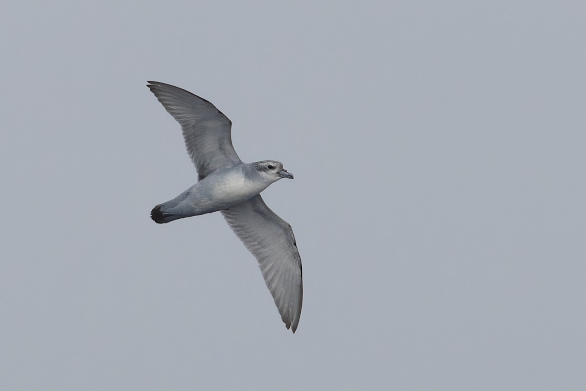 Fulmar Prion - ML631375867