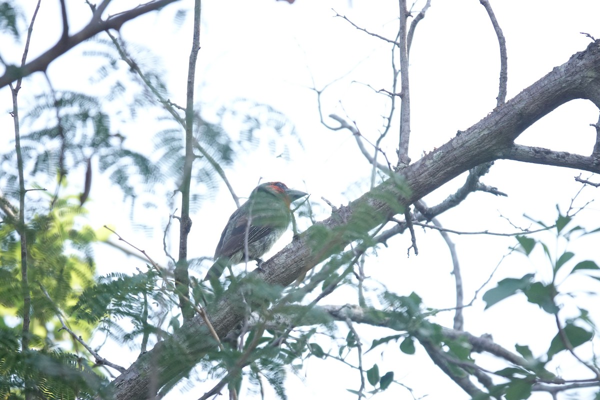 Black-collared Barbet - ML631375868