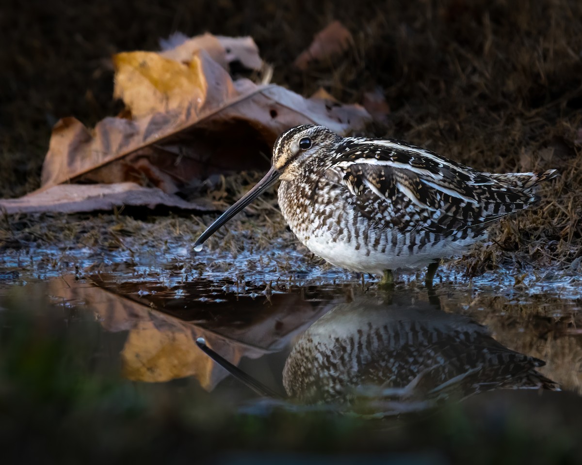 Wilson's Snipe - ML631375992