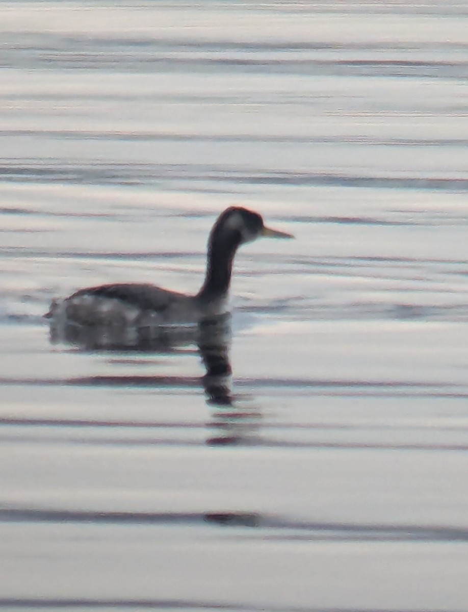 Red-necked Grebe - ML631376123