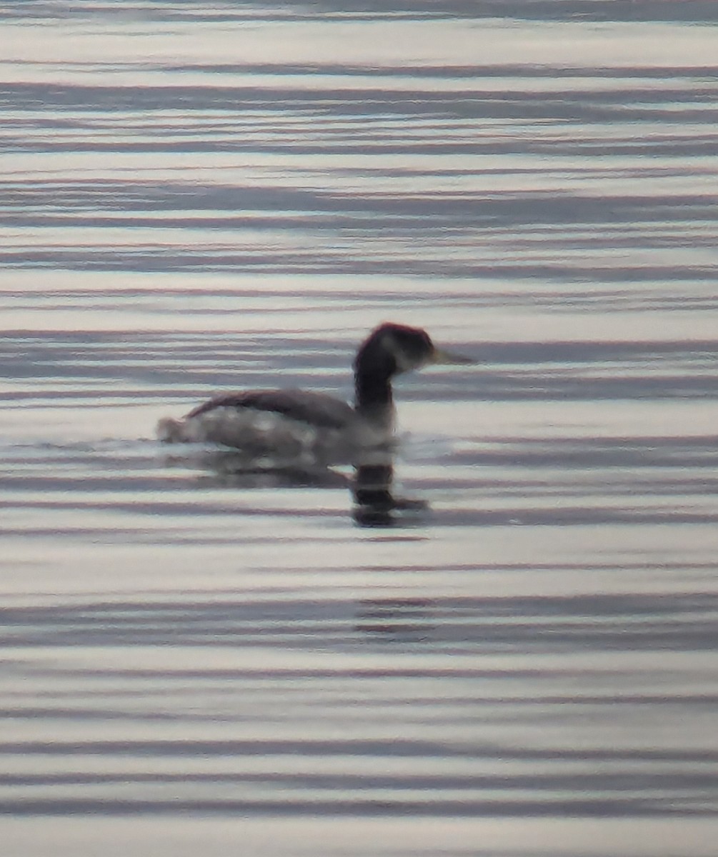 Red-necked Grebe - ML631376148