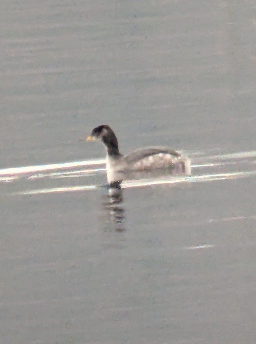 Red-necked Grebe - ML631376150