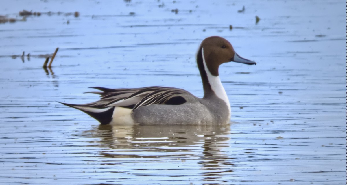 Northern Pintail - ML631376298
