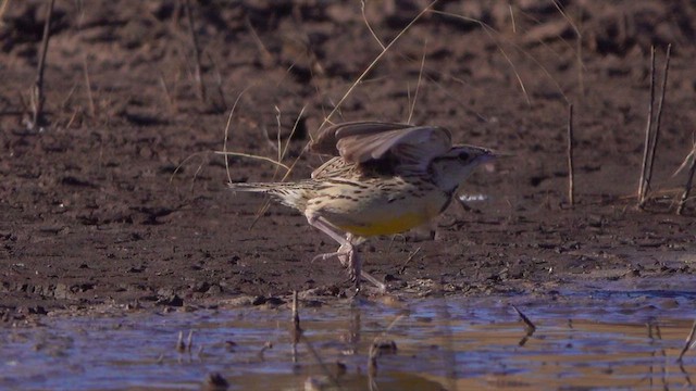 Chihuahuan Meadowlark - ML631376468