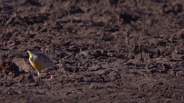 Chihuahuan Meadowlark - ML631376482