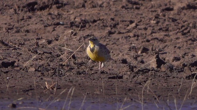 Chihuahuan Meadowlark - ML631376502