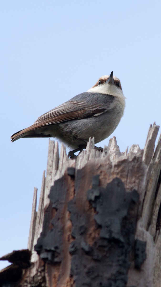 Brown-headed Nuthatch - ML631377319