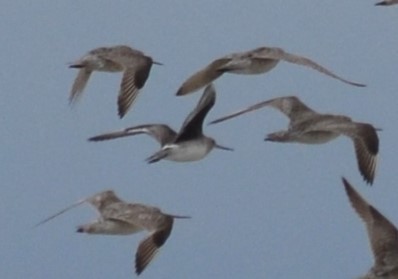 Hudsonian Godwit - ML631377389