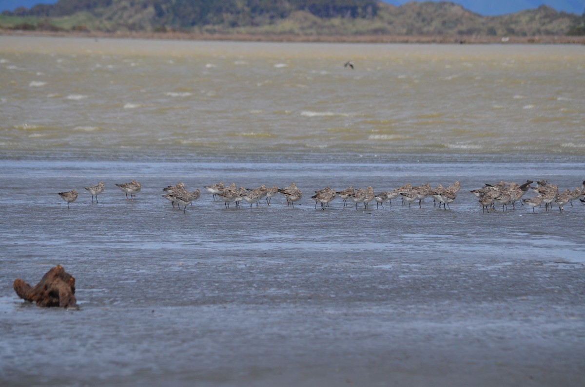 Hudsonian Godwit - ML631377390