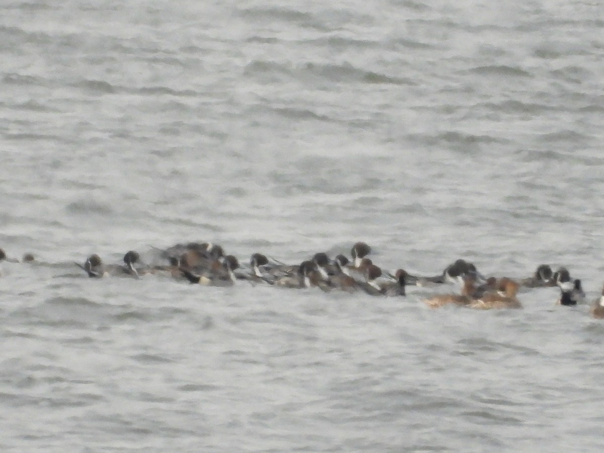 Northern Pintail - ML631377645