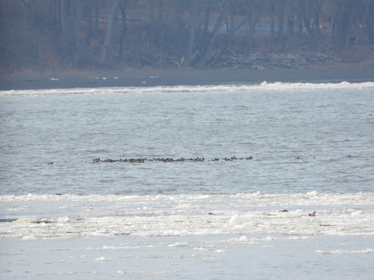 Northern Pintail - ML631377646