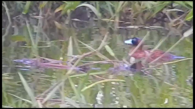 メンカブリオタテガモ - ML631377661