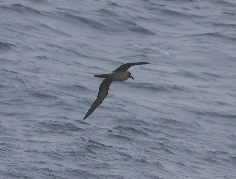 Graumantelalbatros - ML631378202