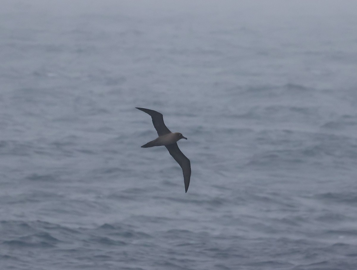 Graumantelalbatros - ML631378204