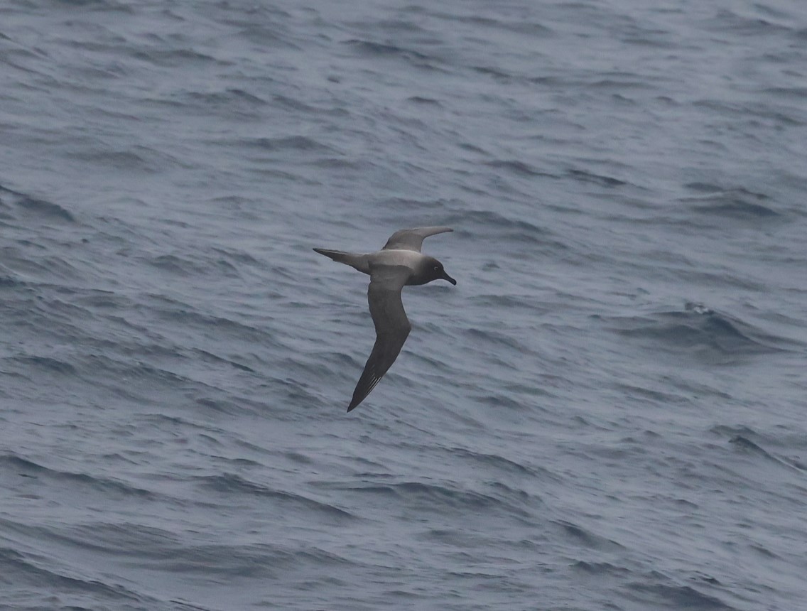 Graumantelalbatros - ML631378205